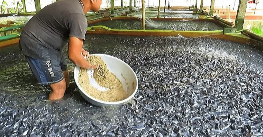 Fish Food Ingredients