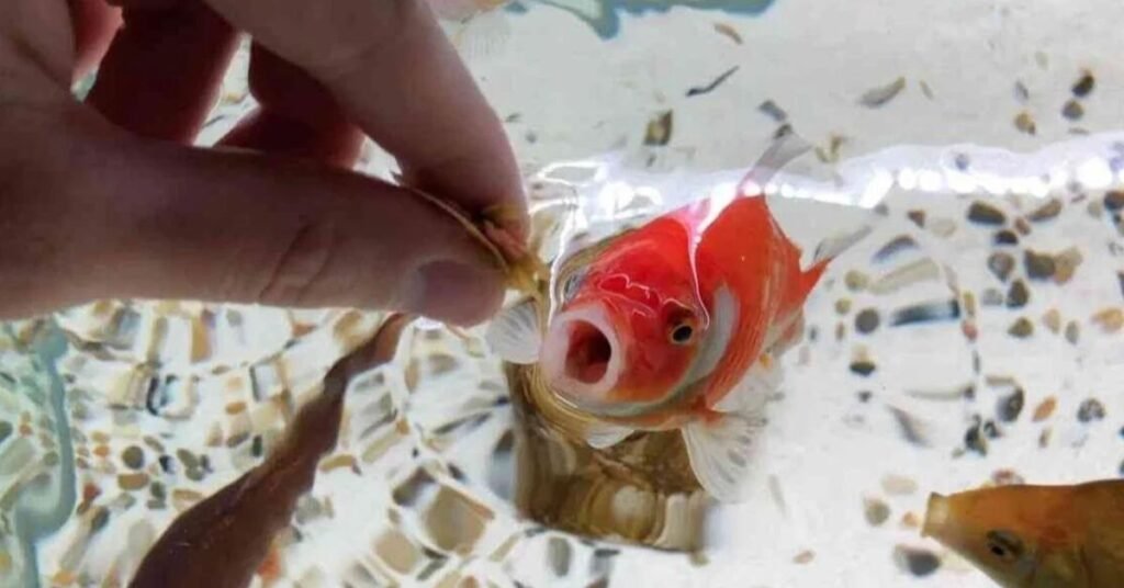 Food for Goldfish