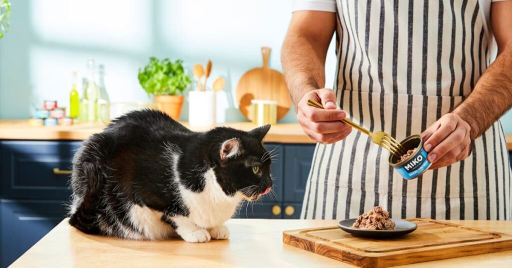 Healthy Ingredients for cats