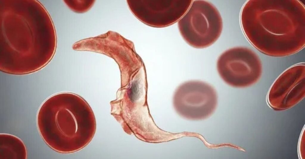 What Are Parasites