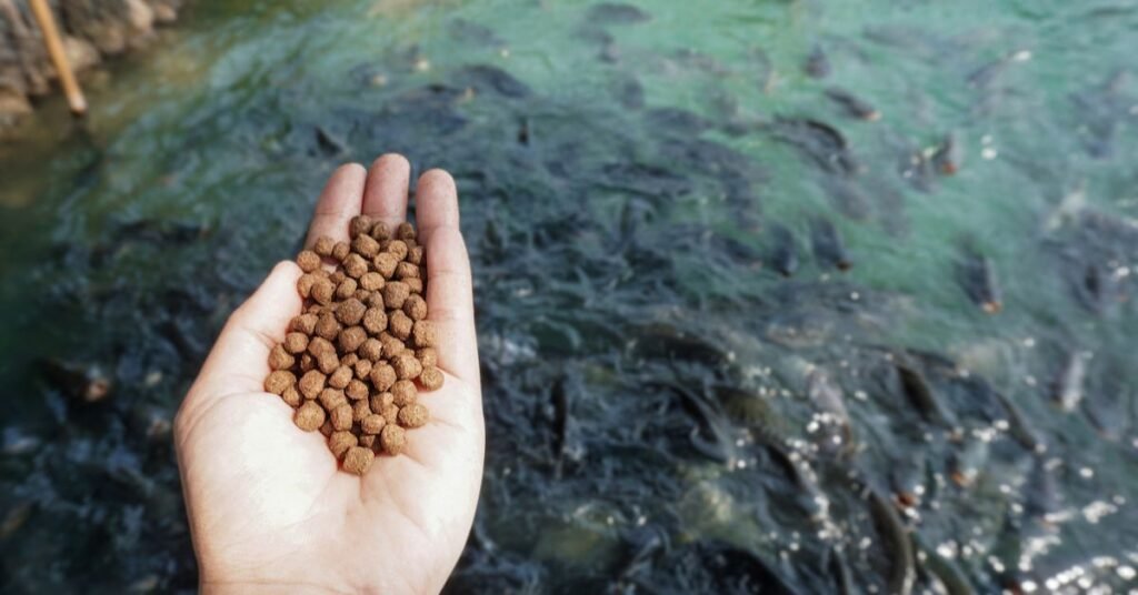 What Is Fish Food