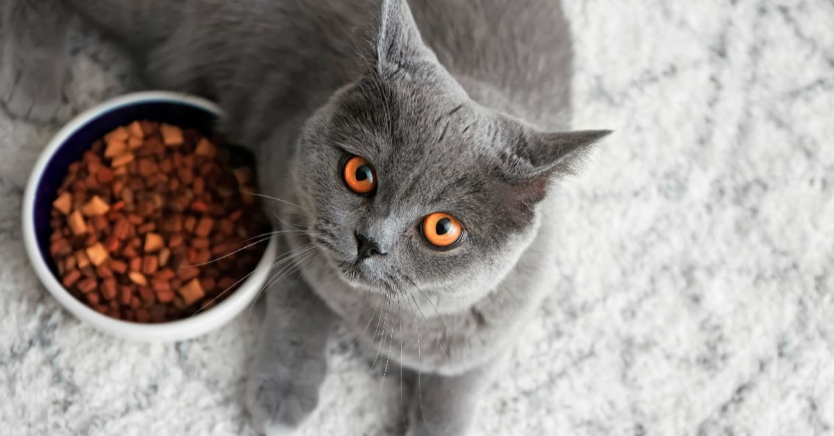 cat food