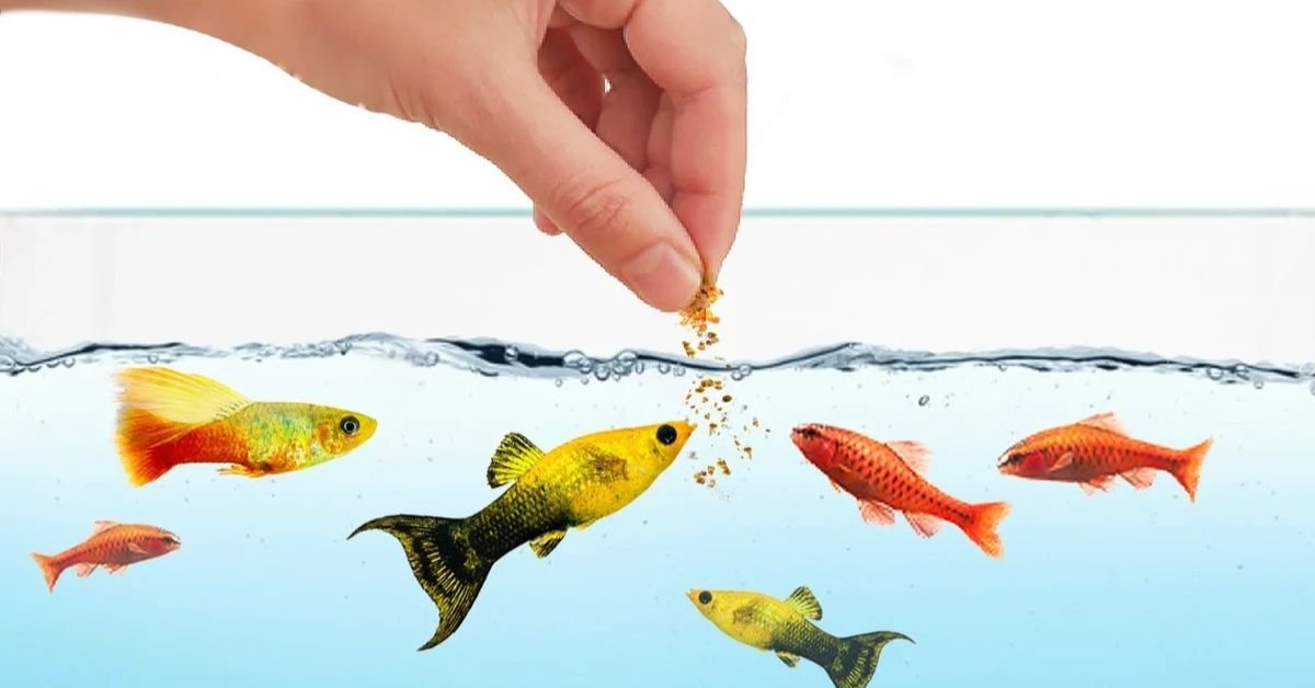 fish food