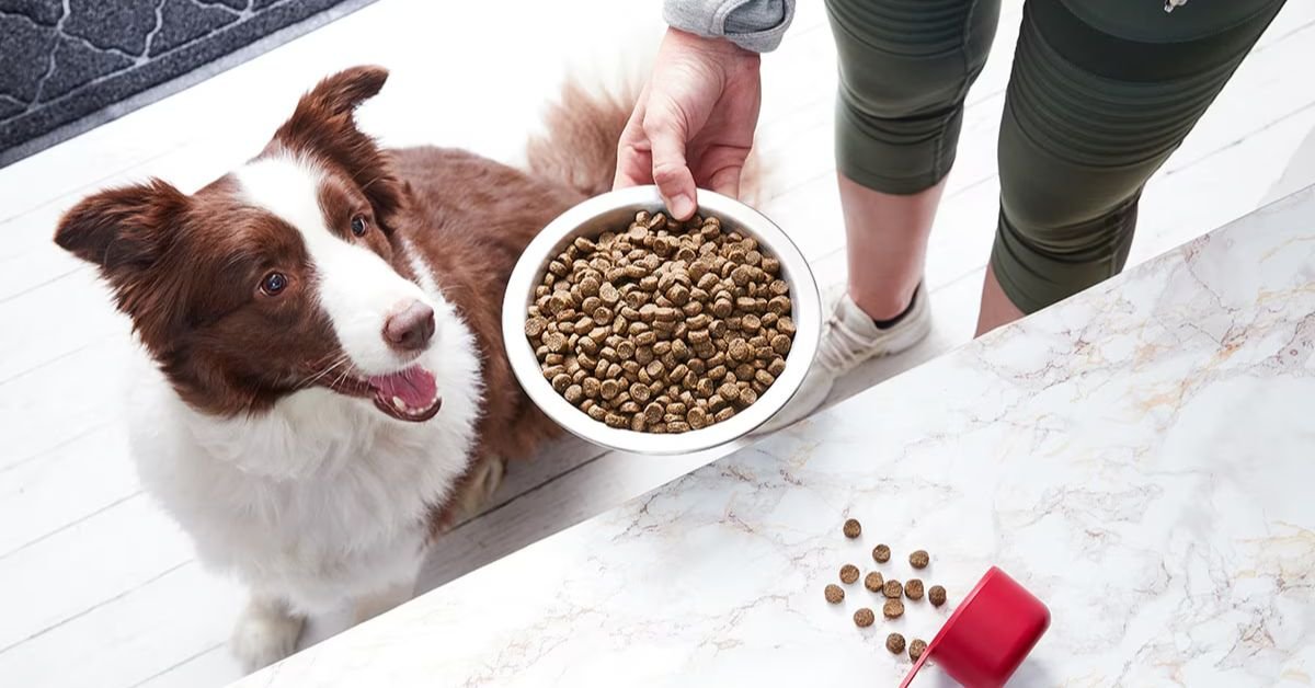 best dog foods for sensitive stomach